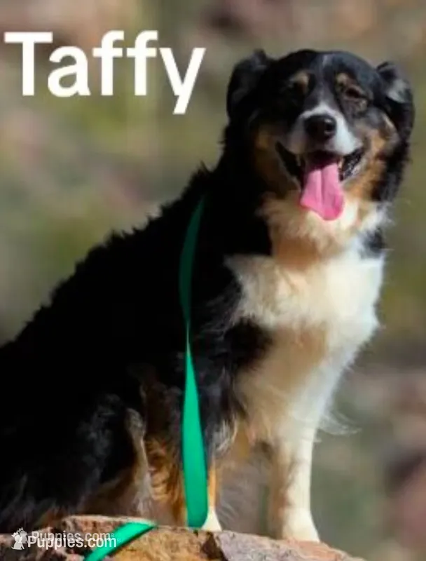 🩷TAFFY 🩷-registered AKC & ASCA -OFA'S  – Australian Shepherd puppy for sale in Waddell, AZ