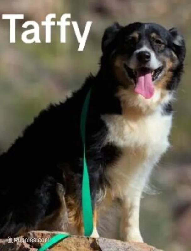 TAFFY  registered AKC & ASCA  – Australian Shepherd puppy for sale in Waddell, AZ