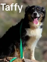 TAFFY  registered AKC & ASCA , a female Australian Shepherd for sale in Waddell, AZ – 1 of 1