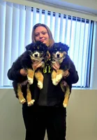Dewey , a male Australian Shepherd for sale in Waddell, AZ – 8 of 8