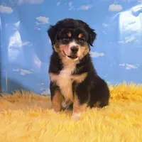 Dewey , a male Australian Shepherd for sale in Waddell, AZ – 4 of 8