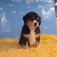 Dewey , a male Australian Shepherd for sale in Waddell, AZ – 7 of 8