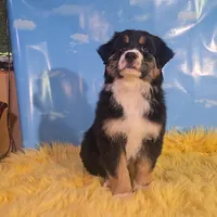 Louie , a male Australian Shepherd for sale in Waddell, AZ – 5 of 6
