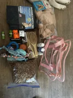 Bandit, a male Siberian Husky for sale in Saco, ME – Photo 6 of 6