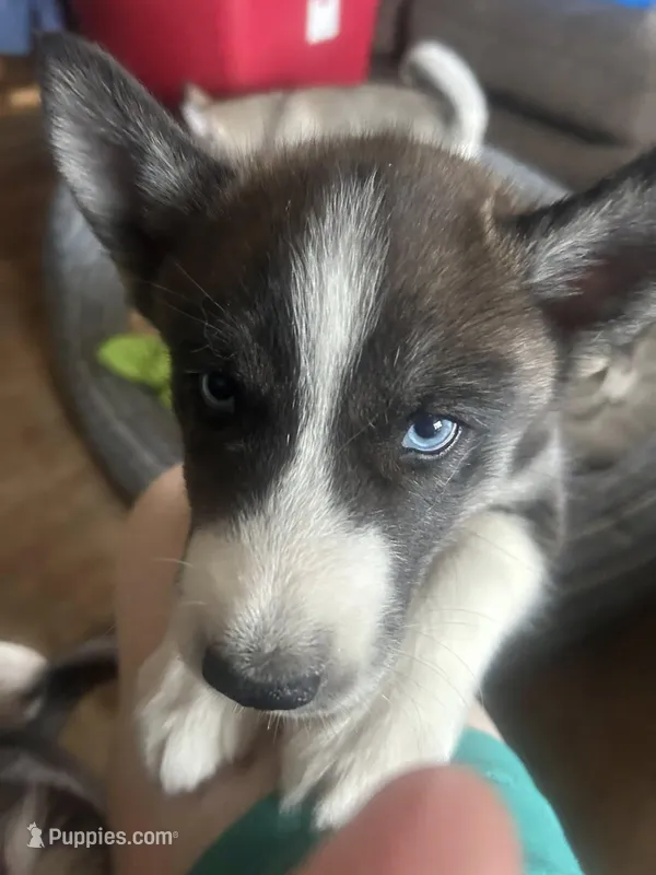 Bandit – Siberian Husky puppy for sale in Saco, ME