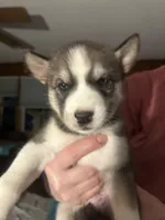 Bandit, a male Siberian Husky for sale in Saco, ME – Photo 5 of 6