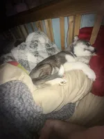 Bandit, a male Siberian Husky for sale in Saco, ME – Photo 4 of 6