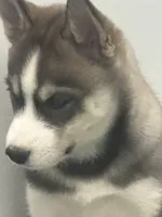 Bandit, a male Siberian Husky for sale in Saco, ME – Photo 2 of 6