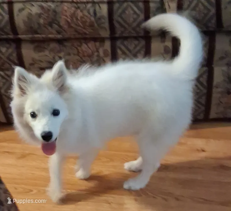 Angel – American Eskimo puppy for sale in Franklinton, LA