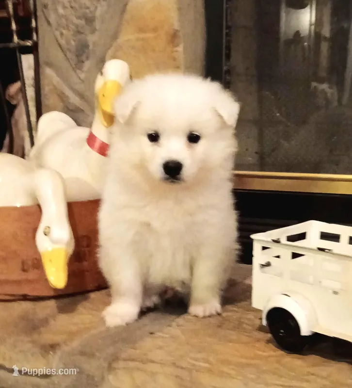 UKC Rusty – American Eskimo puppy for sale in Franklinton, LA