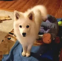 UKC Angel, a female American Eskimo for sale in Franklinton, LA – Photo 3 of 10