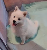 UKC Angel, a female American Eskimo for sale in Franklinton, LA – Photo 8 of 10