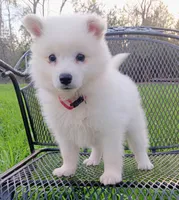 UKC Angel, a male American Eskimo for sale in Franklinton, LA – Photo 1 of 2