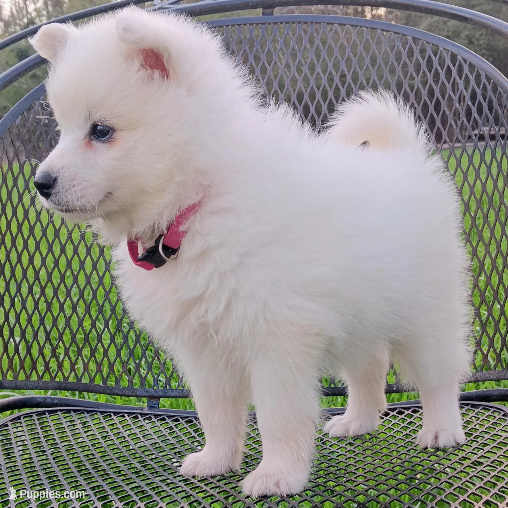 UKC Angel, a female American Eskimo for sale in Franklinton, LA – Photo 10 of 10