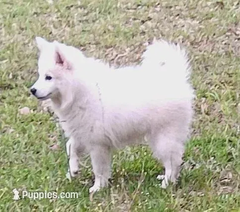 UKC Angel, a female American Eskimo for sale in Franklinton, LA – Photo 4 of 10
