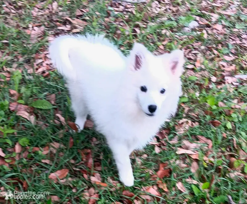 UKC Angel – American Eskimo puppy for sale in Franklinton, LA