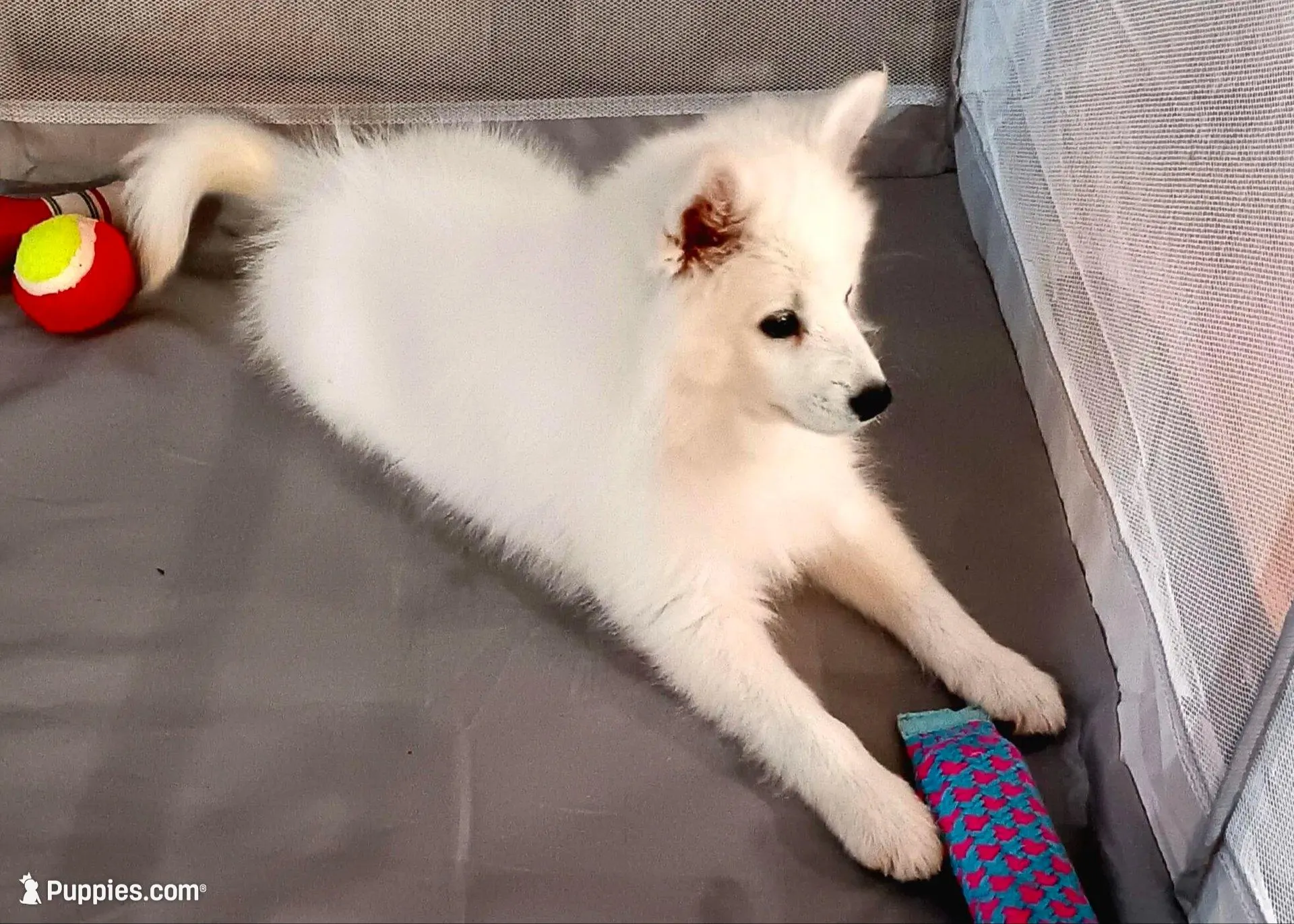 UKC Angel, a female American Eskimo for sale in Franklinton, LA – Photo 6 of 10