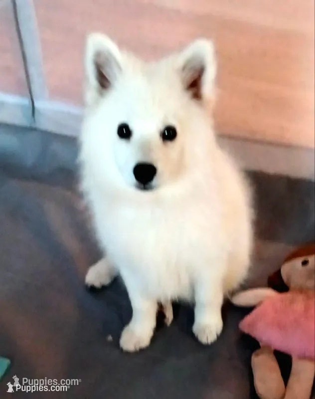 Angel – American Eskimo puppy for sale in Franklinton, LA