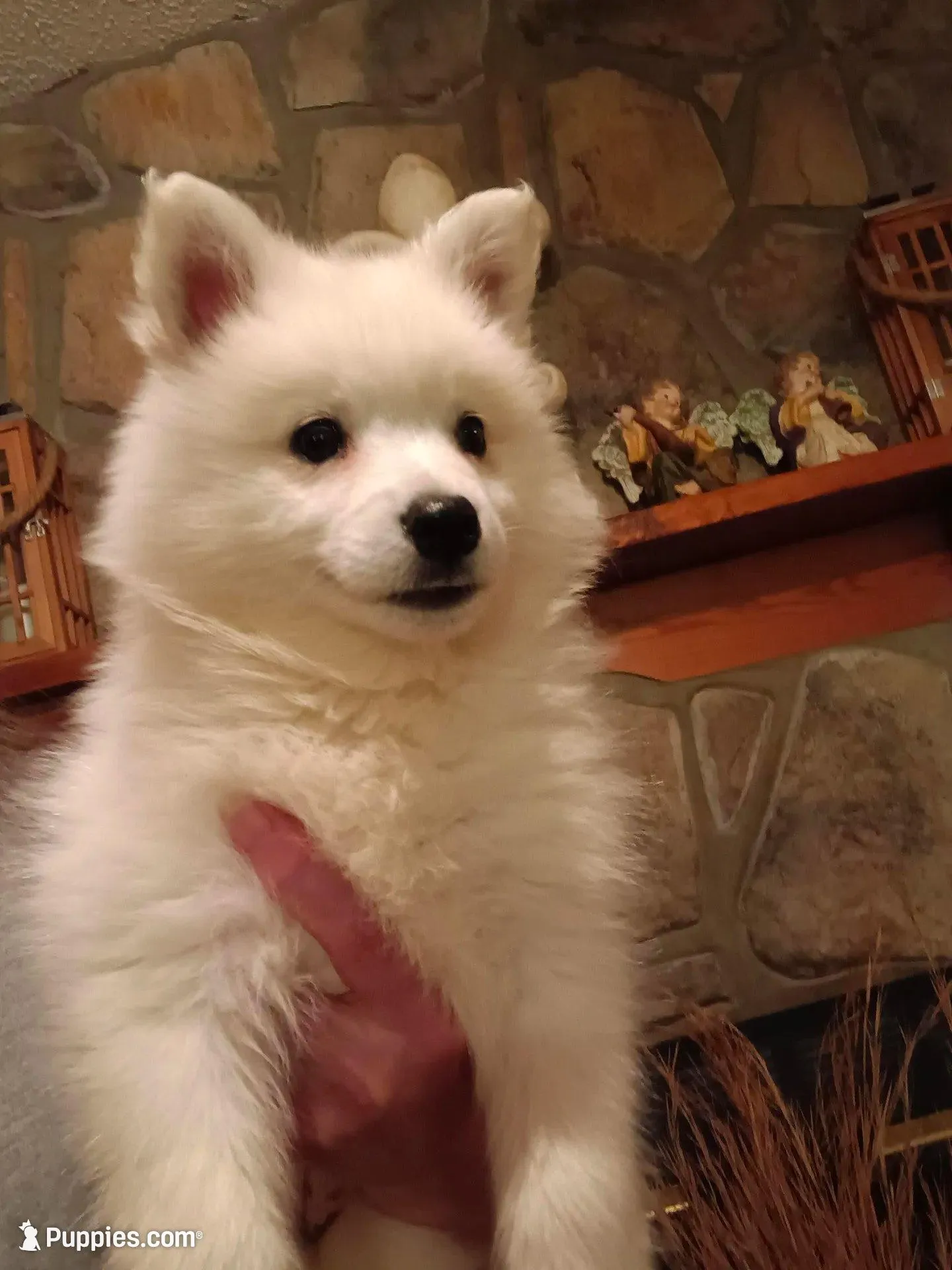 UKC Angel, a female American Eskimo for sale in Franklinton, LA – Photo 7 of 10
