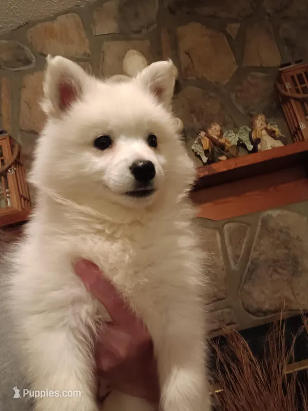 UKC Angel – American Eskimo puppy for sale in Franklinton, LA