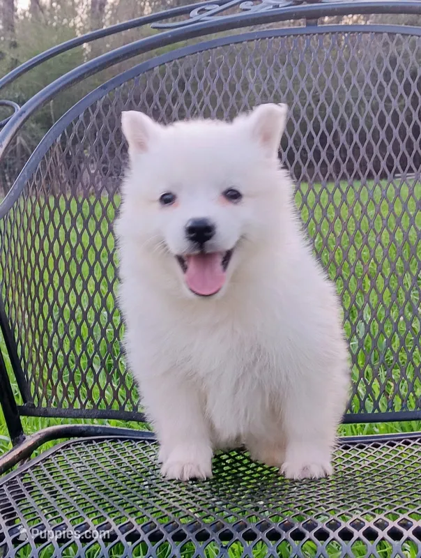 UKC Sasha – American Eskimo puppy for sale in Franklinton, LA