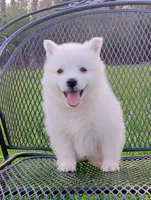 UKC Sasha, a male American Eskimo for sale in Franklinton, LA – Photo 2 of 2