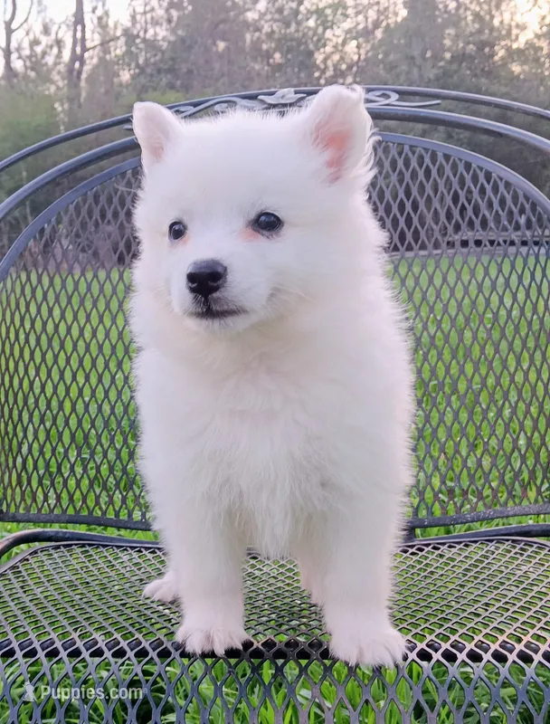 UKC Sasha – American Eskimo puppy for sale in Franklinton, LA