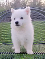 UKC Sasha, a male American Eskimo for sale in Franklinton, LA – Photo 1 of 2