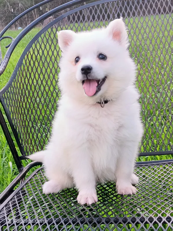 UKC Blake  – American Eskimo puppy for sale in Franklinton, LA