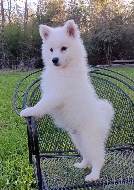 UKC Baxter – American Eskimo puppy for sale in Franklinton, LA