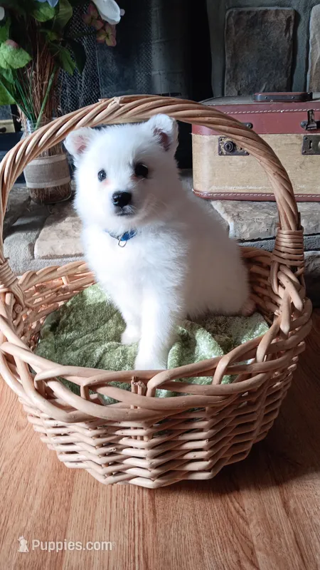 UKC Baxter – American Eskimo puppy for sale in Franklinton, LA