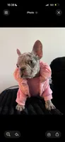 Stormi, a female French Bulldog for sale in Philadelphia, PA – Photo 3 of 3