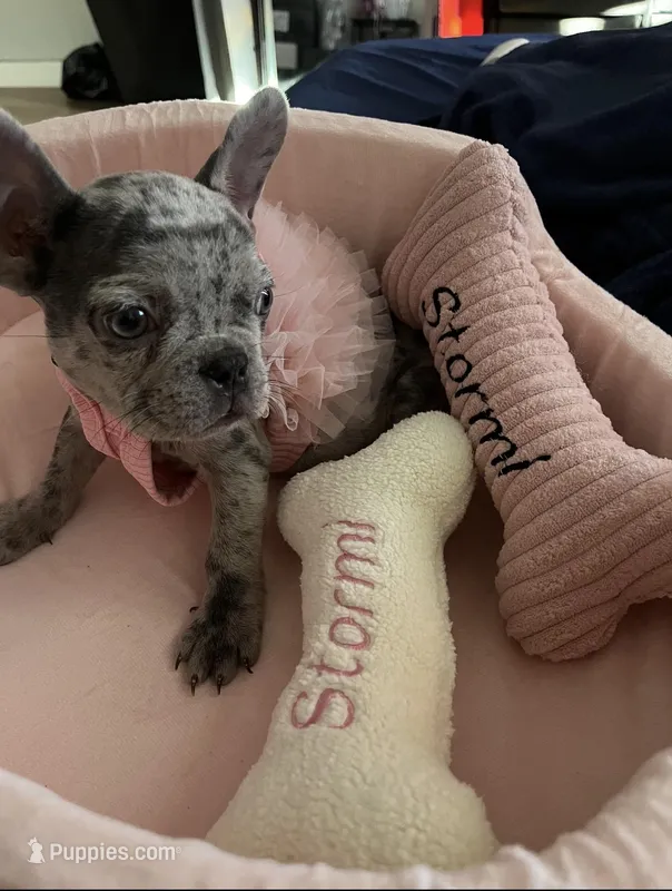 Stormi – French Bulldog puppy for sale in Philadelphia, PA