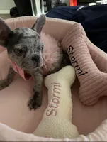 Stormi, a female French Bulldog for sale in Philadelphia, PA – Photo 1 of 3