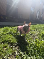 Stormi, a female French Bulldog for sale in Philadelphia, PA – Photo 2 of 3