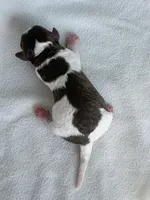 Wren, a female Poodle - Toy  for sale in Monroe, NC – Photo 3 of 8