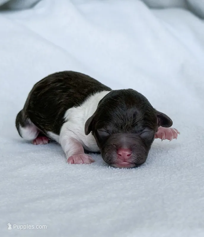 Wren – Poodle - Toy  puppy for sale in Monroe, NC