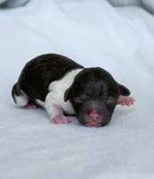 Wren, a female Poodle - Toy  for sale in Monroe, NC – Photo 1 of 8