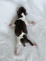 Wren, a female Poodle - Toy  for sale in Monroe, NC – Photo 4 of 8