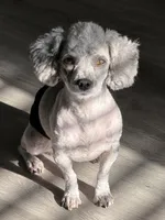 Wren, a female Poodle - Toy  for sale in Monroe, NC – Photo 6 of 8