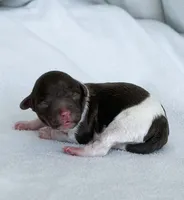 Wren, a female Poodle - Toy  for sale in Monroe, NC – Photo 2 of 8