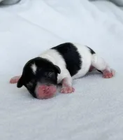 Sparrow, a female Poodle - Toy  for sale in Monroe, NC – Photo 4 of 10