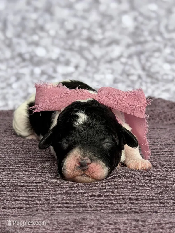 Sparrow – Poodle - Toy  puppy for sale in Monroe, NC