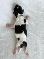 Sparrow, a female Poodle - Toy  for sale in Monroe, NC – Photo 5 of 10