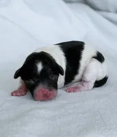 Sparrow, a female Poodle - Toy  for sale in Monroe, NC – Photo 3 of 10