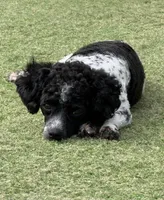 Sparrow, a female Poodle - Toy  for sale in Monroe, NC – Photo 7 of 10