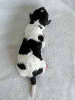 Sparrow, a female Poodle - Toy  for sale in Monroe, NC – Photo 6 of 10