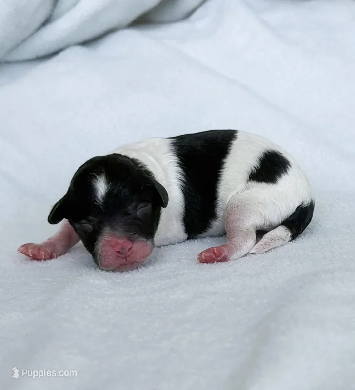 Sparrow – Poodle - Toy  puppy for sale in Monroe, NC