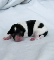 Sparrow, a female Poodle - Toy  for sale in Monroe, NC – Photo 1 of 10