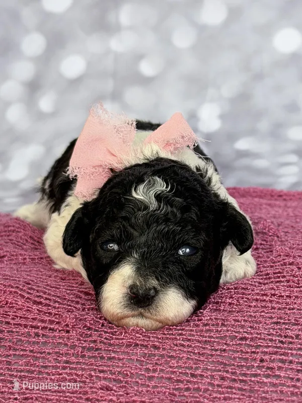 Sparrow – Poodle - Toy  puppy for sale in Monroe, NC